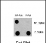 Phospho-LC3C(S12) Antibody